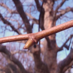 Photographie n°65934 du taxon Platanus pyramidalis A.Henry