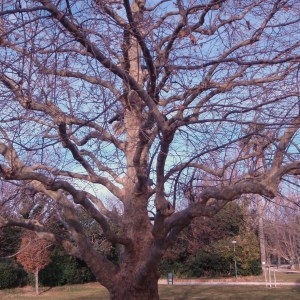 Photographie n°65935 du taxon Platanus pyramidalis A.Henry