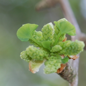 Photographie n°65986 du taxon Ginkgo biloba L. [1771]