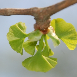 Photographie n°65992 du taxon Ginkgo biloba L. [1771]