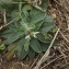  Florent Beck - Hieracium pilosella L. [1753]