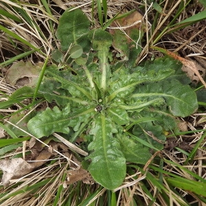 Photographie n°66005 du taxon Hypochaeris radicata L. [1753]