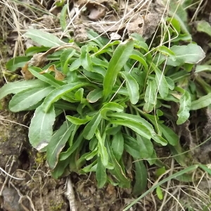 Valerianella carinata Loisel. (Doucette carénée)