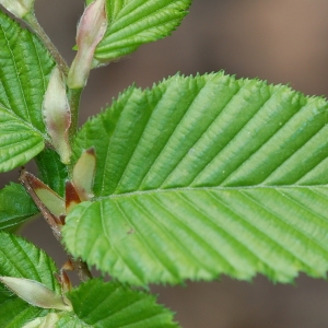 Photographie n°66022 du taxon Carpinus betulus L. [1753]