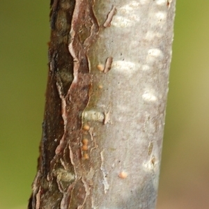 Photographie n°66027 du taxon Corylus avellana L. [1753]