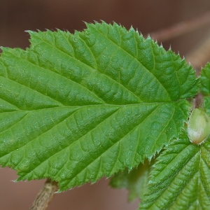 Photographie n°66030 du taxon Corylus avellana L. [1753]