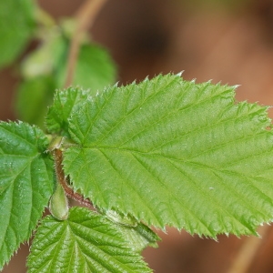 Photographie n°66033 du taxon Corylus avellana L. [1753]