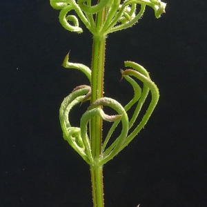 Photographie n°66053 du taxon Galium aparine L. [1753]