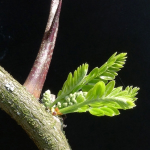 Photographie n°66056 du taxon Gleditsia triacanthos L. [1753]