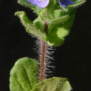 Photographie n°66059 du taxon Veronica arvensis L. [1753]