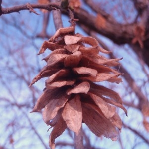 Photographie n°66064 du taxon Ostrya carpinifolia Scop. [1772]