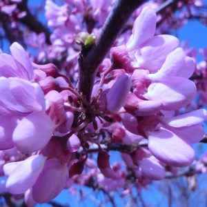 Photographie n°66077 du taxon Cercis siliquastrum L. [1753]