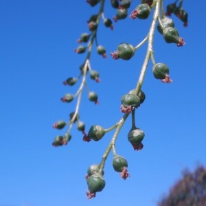 Photographie n°66112 du taxon Populus nigra L. [1753]