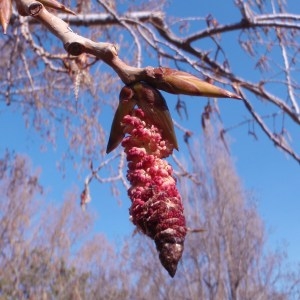 Photographie n°66117 du taxon Populus nigra L. [1753]