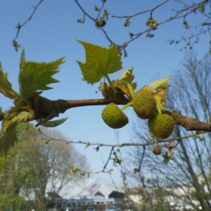 Photographie n°66132 du taxon Platanus x hispanica Mill. ex Münchh. [1770]