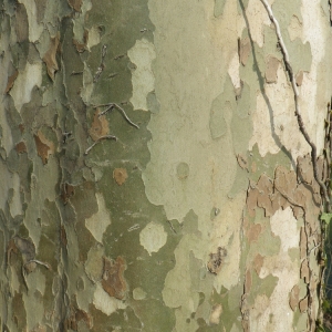 Photographie n°66134 du taxon Platanus x hispanica Mill. ex Münchh. [1770]