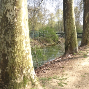 Photographie n°66135 du taxon Platanus x hispanica Mill. ex Münchh. [1770]