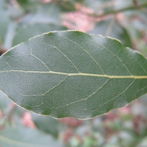 Photographie n°66176 du taxon Laurus nobilis L. [1753]