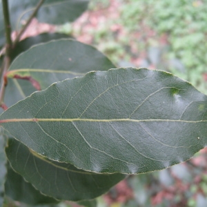 Photographie n°66177 du taxon Laurus nobilis L. [1753]