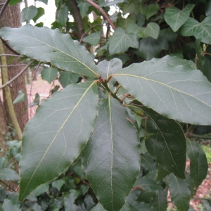 Photographie n°66181 du taxon Laurus nobilis L. [1753]