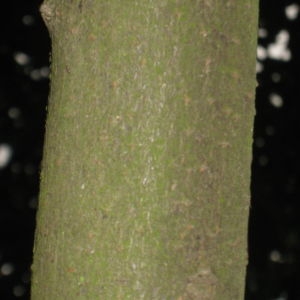 Photographie n°66185 du taxon Prunus laurocerasus L. [1753]