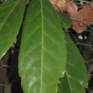 Photographie n°66192 du taxon Prunus laurocerasus L. [1753]