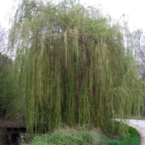 Photographie n°66302 du taxon Salix babylonica L. [1753]