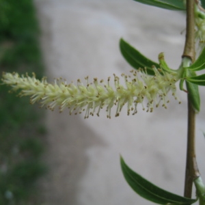 Photographie n°66305 du taxon Salix babylonica L. [1753]