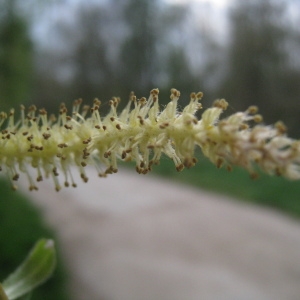 Photographie n°66309 du taxon Salix babylonica L. [1753]