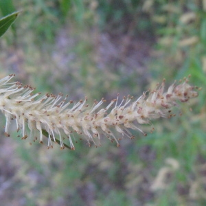 Photographie n°66311 du taxon Salix babylonica L. [1753]