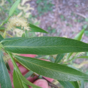 Photographie n°66312 du taxon Salix babylonica L. [1753]