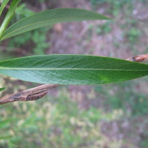 Photographie n°66313 du taxon Salix babylonica L. [1753]