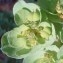 Genevieve Botti - Euphorbia helioscopia L. [1753]