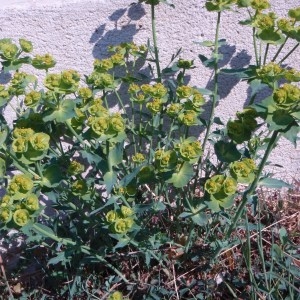 Photographie n°66334 du taxon Euphorbia serrata L. [1753]