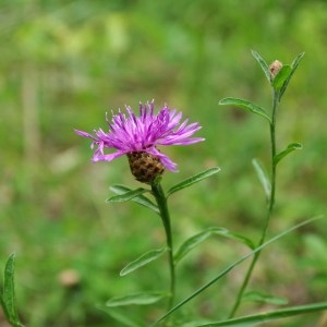 Photographie n°66339 du taxon Centaurea jacea L. [1753]