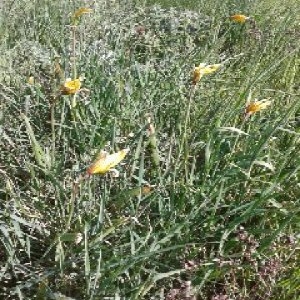 Photographie n°66346 du taxon Tulipa sylvestris L. [1753]