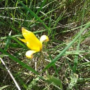 Photographie n°66347 du taxon Tulipa sylvestris L. [1753]