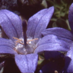 Photographie n°66352 du taxon Campanula cenisia L. [1763]