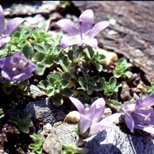 Photographie n°66353 du taxon Campanula cenisia L. [1763]