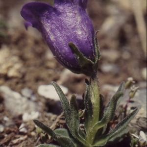 Photographie n°66356 du taxon Campanula alpestris All. [1773]