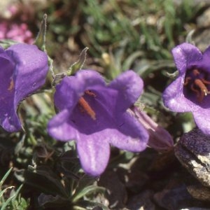 Photographie n°66357 du taxon Campanula alpestris All. [1773]