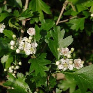 Photographie n°66366 du taxon Crataegus monogyna Jacq. [1775]