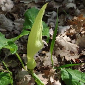 Photographie n°66370 du taxon Arum maculatum L. [1753]