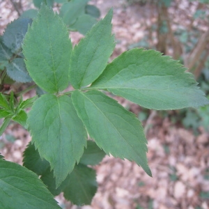 Photographie n°66391 du taxon Sambucus nigra L. [1753]