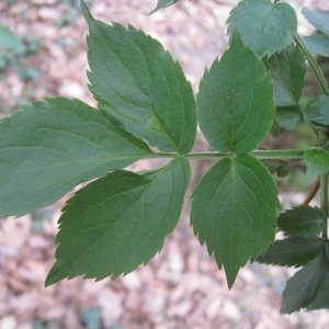 Photographie n°66392 du taxon Sambucus nigra L. [1753]