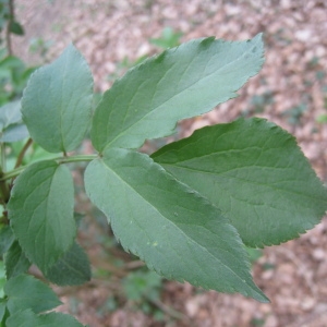 Photographie n°66397 du taxon Sambucus nigra L. [1753]