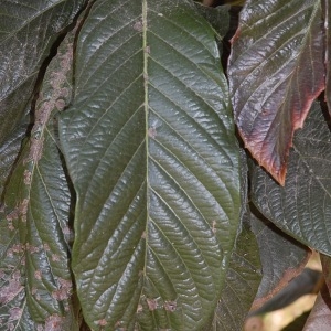 Photographie n°66405 du taxon Eriobotrya japonica (Thunb.) Lindl. [1821]