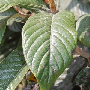 Photographie n°66407 du taxon Eriobotrya japonica (Thunb.) Lindl. [1821]