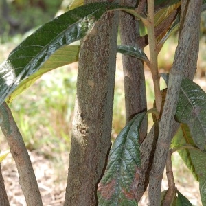 Photographie n°66411 du taxon Eriobotrya japonica (Thunb.) Lindl. [1821]