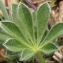  Marie  Portas - Lupinus micranthus Guss.